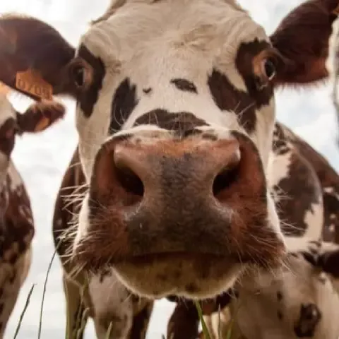 Outil de suivi de production laitière